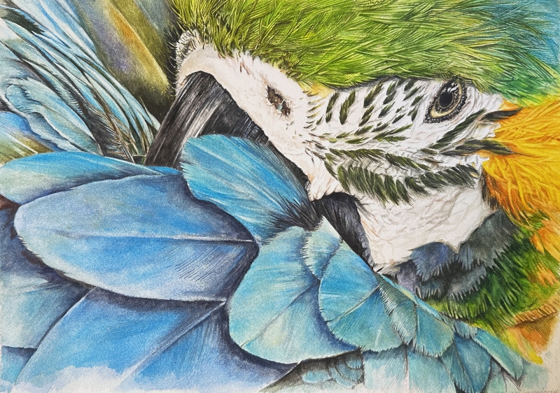 <em>Into the Blue</em> by Silvia Trad <em>Into the Blue</em> by Silvia Trad